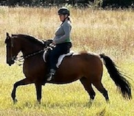 Paso Fino, Fijeza, performing the classic largo gait.