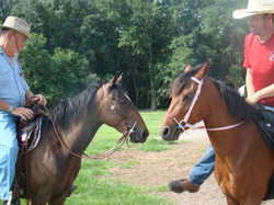 Galiceno Horses