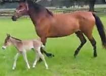 Paso FIno Gaited Foals