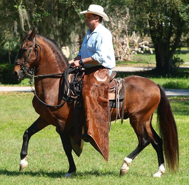 trote y galope stallion