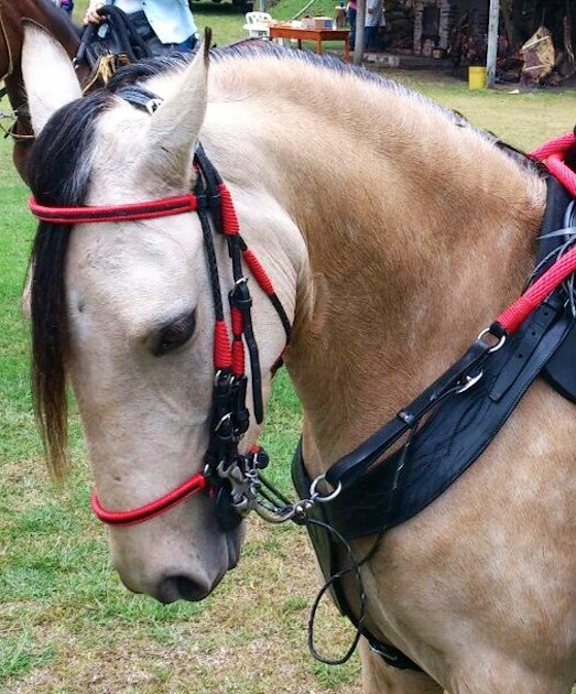 red custom bridle