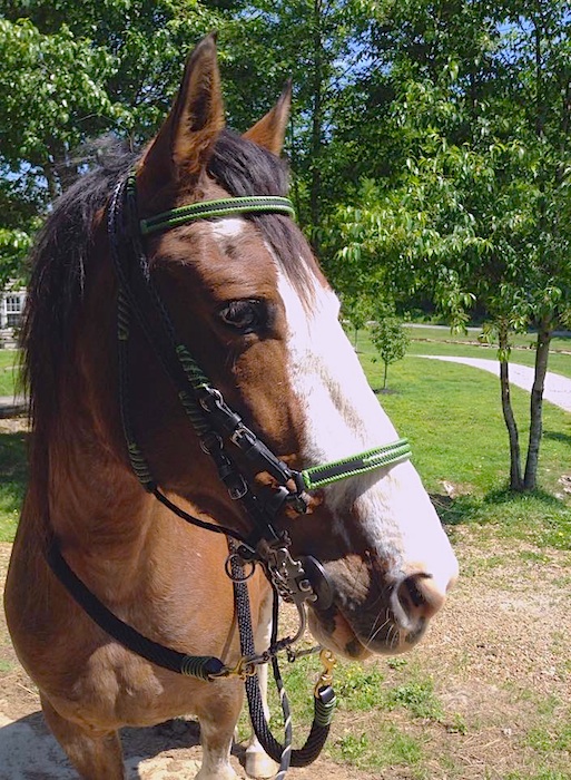 green and black Paso Fino bridle