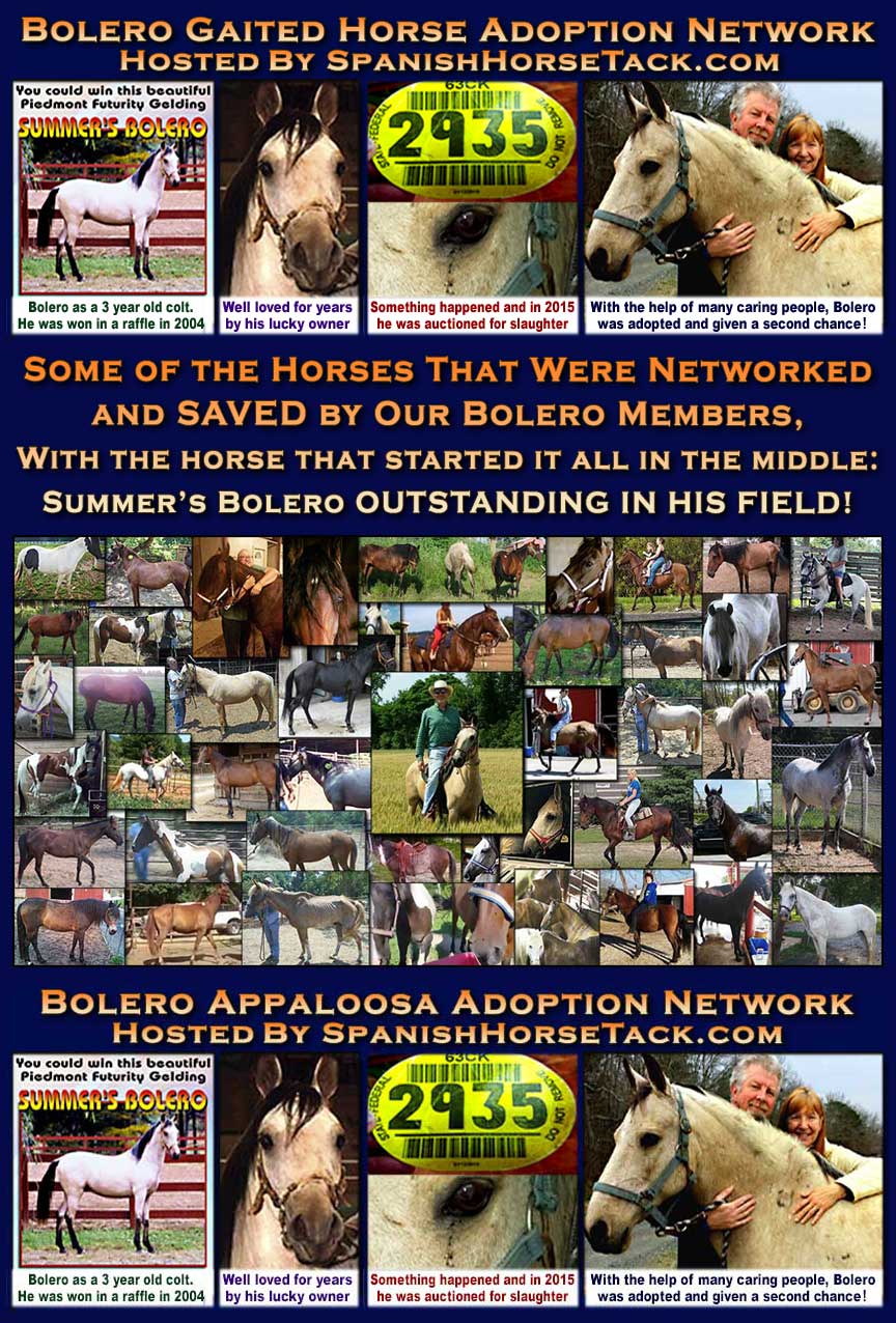 Bolero Gaited Horse Adoption Networks